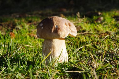 Penny topuz (Boletus mantarı) çim