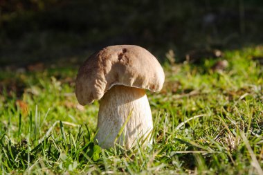 Penny topuz (Boletus mantarı) çim