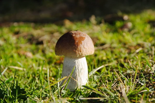 Penny bun (Boletus edulis) in the grass — Stock Photo, Image