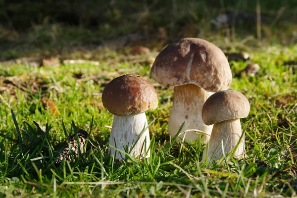 Penny bun (Boletus edulis) in the grass — Stock Photo, Image