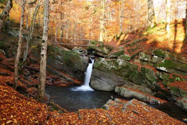 Sonbahar kayın ormanı şelale