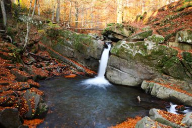 Sonbahar kayın ormanı şelale