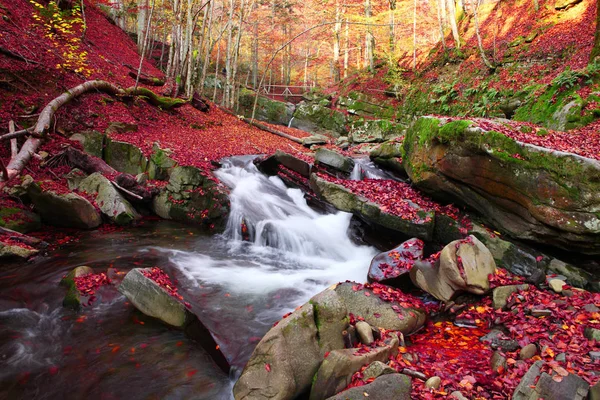 Cachoeira na floresta de faia outono — Fotografia de Stock