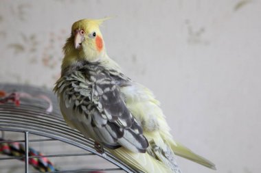Petsupplies (Nymphicus hollandicus portresi)