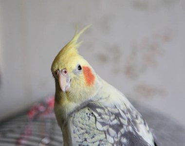 Petsupplies (Nymphicus hollandicus portresi)