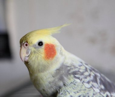 Petsupplies (Nymphicus hollandicus portresi)