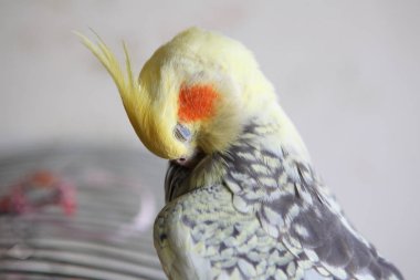 Petsupplies - Nymphicus hollandicus tüyler temizler. 