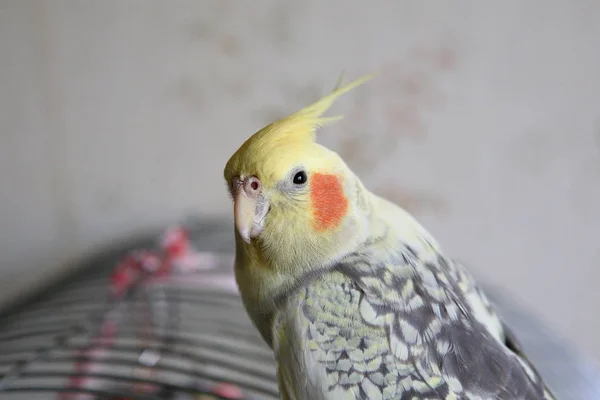 Portrait of Cockatiel (Nymphicus hollandicus) — Stock Photo, Image