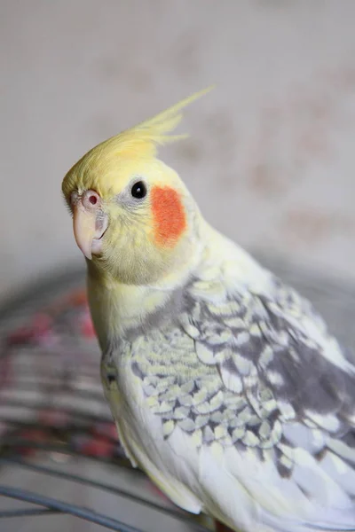 Retrato de Cockatiel (Nymphicus hollandicus ) — Foto de Stock