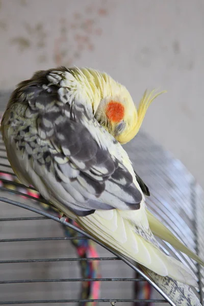 Cockatiel - Nymphicus hollandicus limpia plumas — Foto de Stock