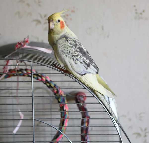 Porträtt av nymfparakit (Nymphicus hollandicus) — Stockfoto