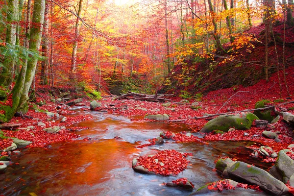 Stream in autumn beech forest — Stock Photo, Image