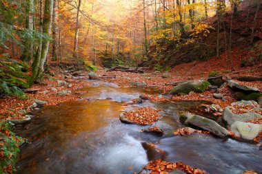 Sonbahar kayın ormanı akışında 