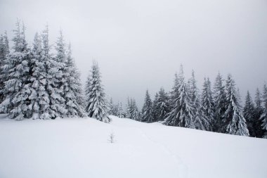 Kar ve buz kaplı çam ağaçları.