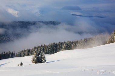 Kar ve buz kaplı çam ağaçları.