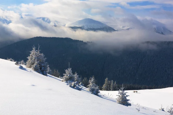 Granar täckta med snö och frost. — Stockfoto