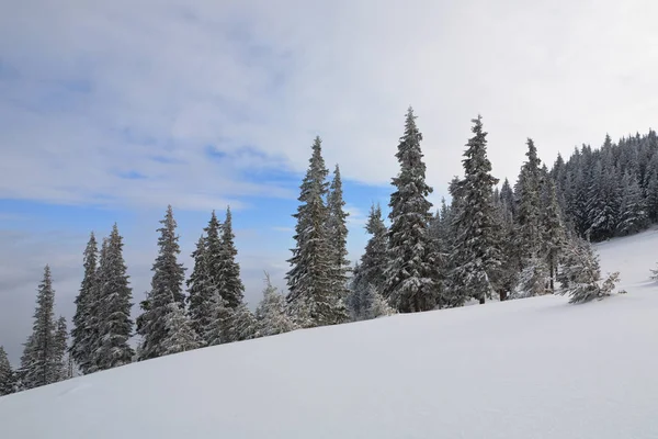 Vuren bomen bedekt met sneeuw en vorst. — Stockfoto