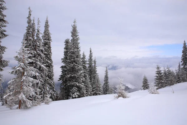 Fichten mit Schnee und Frost bedeckt. — Stockfoto