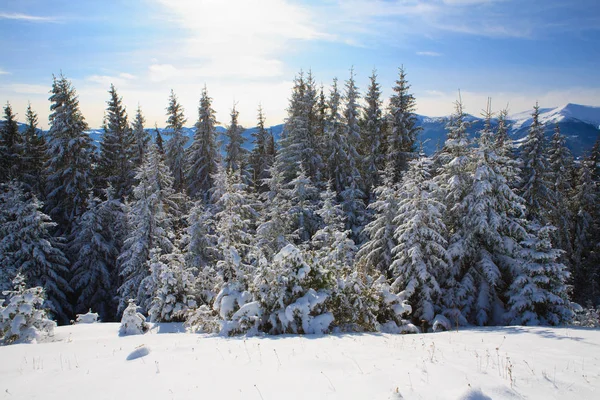 Invierno en las montañas de los carpatos — Foto de Stock