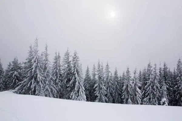 Árvores de abeto cobertas de neve e geada . — Fotografia de Stock