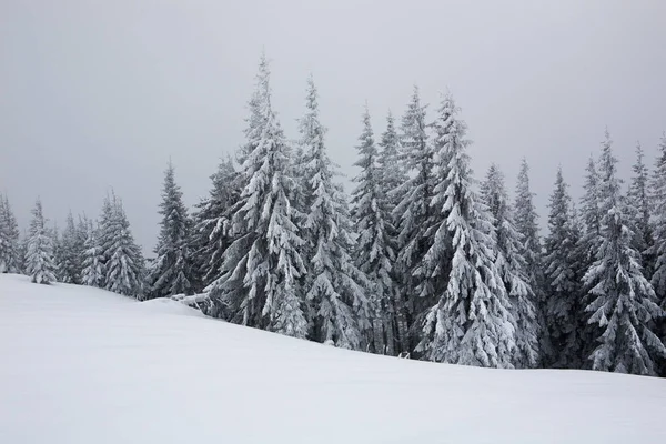 Świerk drzewa pokryte śniegiem i mrozem. — Zdjęcie stockowe