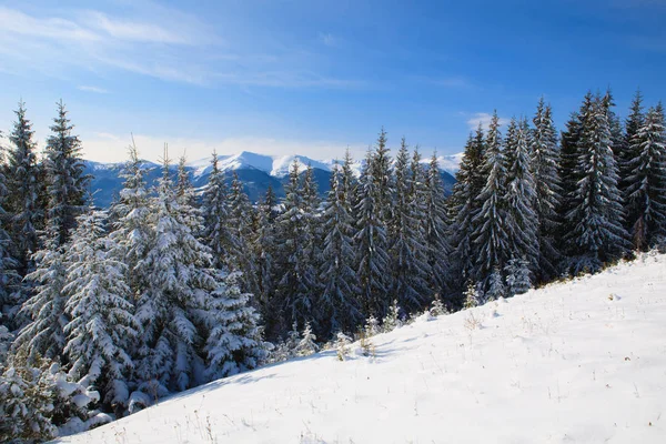 Inverno nas montanhas dos Cárpatos Imagens Royalty-Free