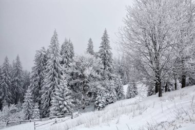 Ladin, siste kalın bir kar ve buz tabakası ile kaplı