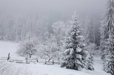 Ladin, siste kalın bir kar ve buz tabakası ile kaplı