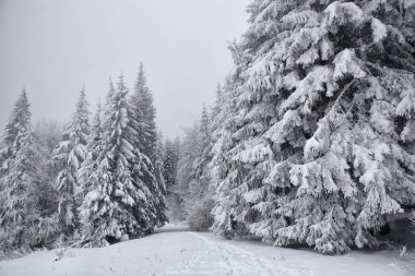 Ladin, siste kalın bir kar ve buz tabakası ile kaplı
