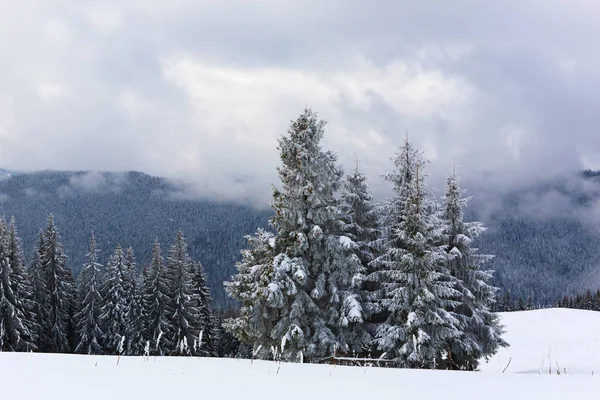 Abeto cubierto de nieve y heladas . — Foto de Stock