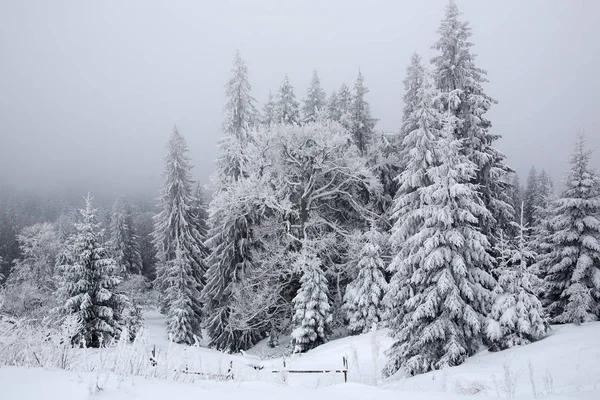 Spar, bedekt met een dikke laag sneeuw en vorst in de mist — Stockfoto