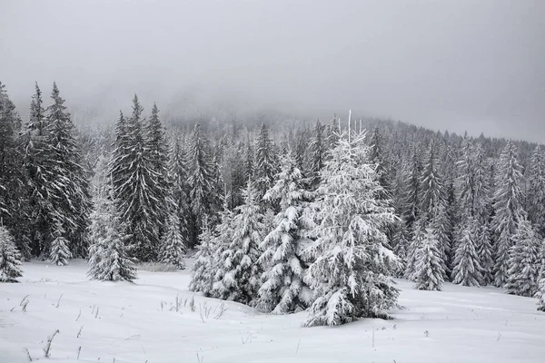 Fichte, bedeckt mit einer dicken Schneeschicht und Frost im Nebel — Stockfoto