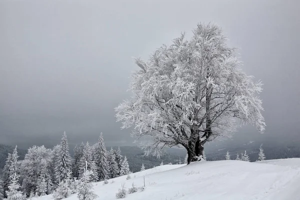 Kayın, Frost ile kaplı. Kış, — Stok fotoğraf