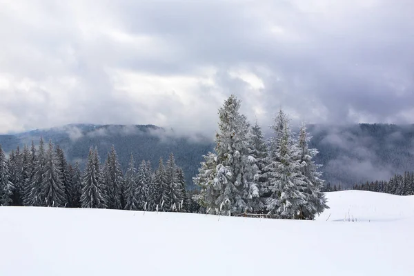 बर्फ आणि बर्फ झाडे झाडे . — स्टॉक फोटो, इमेज