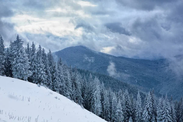 Granar täckta med snö och frost. — Stockfoto