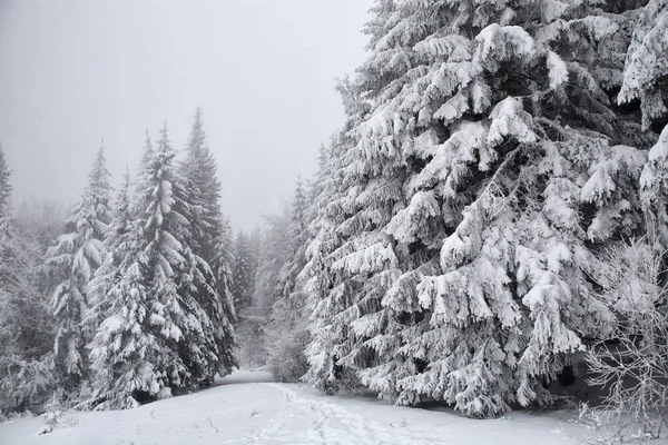 Abeto, cubierto con una gruesa capa de nieve y escarcha en la niebla —  Fotos de Stock