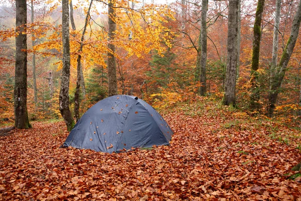 Tourist tent in autumn beech forest. — Stock Photo, Image