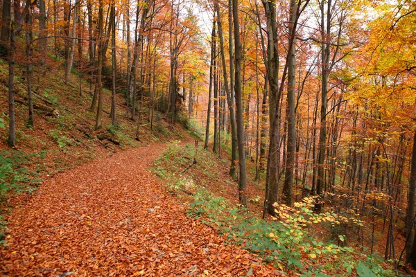 Yolun ortasında sonbahar kayın ormanı. — Stok fotoğraf