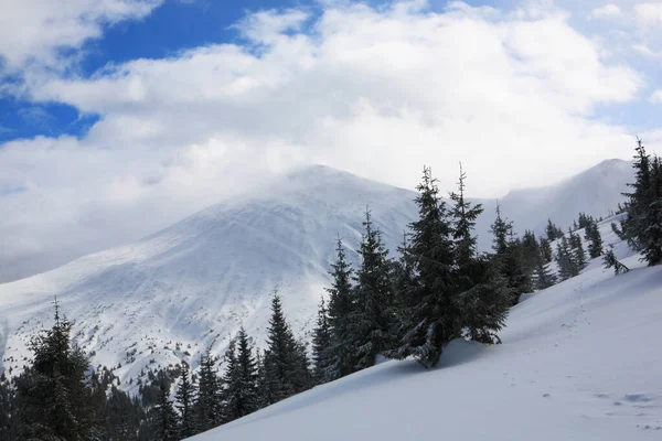 Hoverla berg på vintern. — Stockfoto