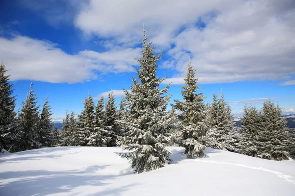 Spruce Covered Snow Mountains — Stock Photo, Image