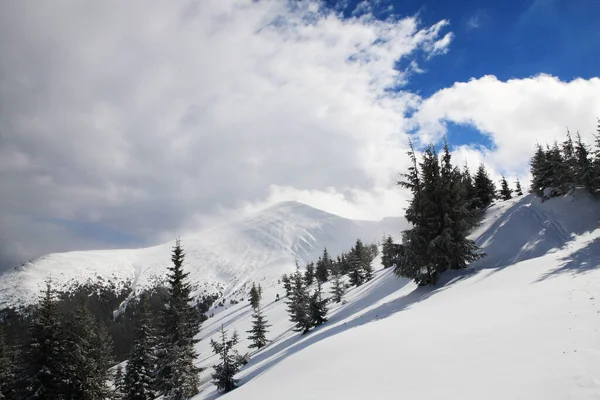 Kışın Hoverla Dağı Doğu Karpatlar — Stok fotoğraf