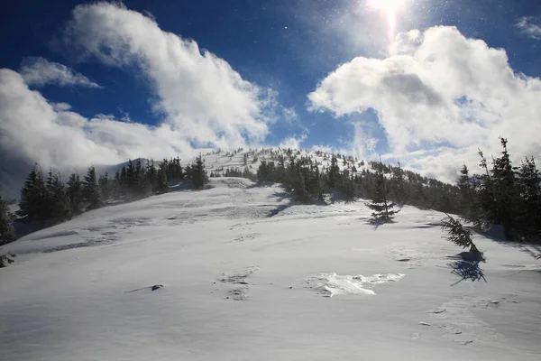 Schneebedeckte Fichten Den Bergen — Stockfoto