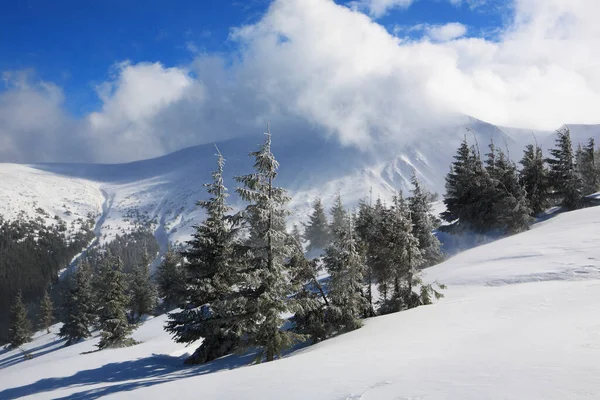 Montanha Hoverla Inverno Cárpatos Orientais — Fotografia de Stock