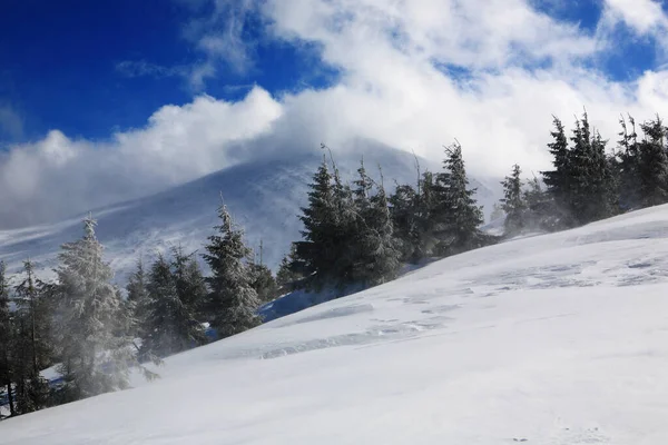 Hoverla Mountain Winter Östliche Karpaten — Stockfoto