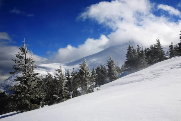 Kışın Hoverla Dağı Doğu Karpatlar — Stok fotoğraf