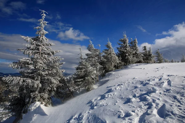 Schneebedeckte Fichten Den Bergen — Stockfoto