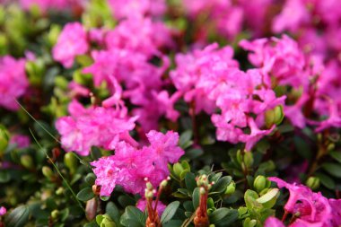 Karpatlar 'da çiçek açan rhododendron