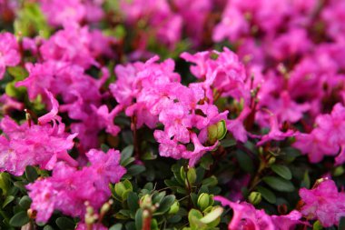 Karpatlar 'da çiçek açan rhododendron