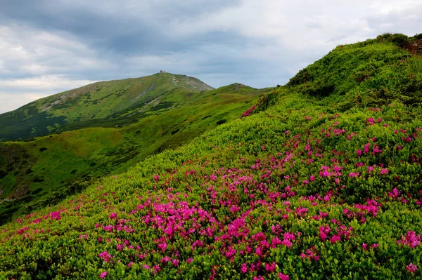 Rododendro Florescente Nos Cárpatos Orientais — Fotografia de Stock