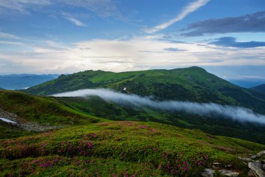 Manzara harika. Karpatlar 'da çiçek açan rhododendron ve sis.